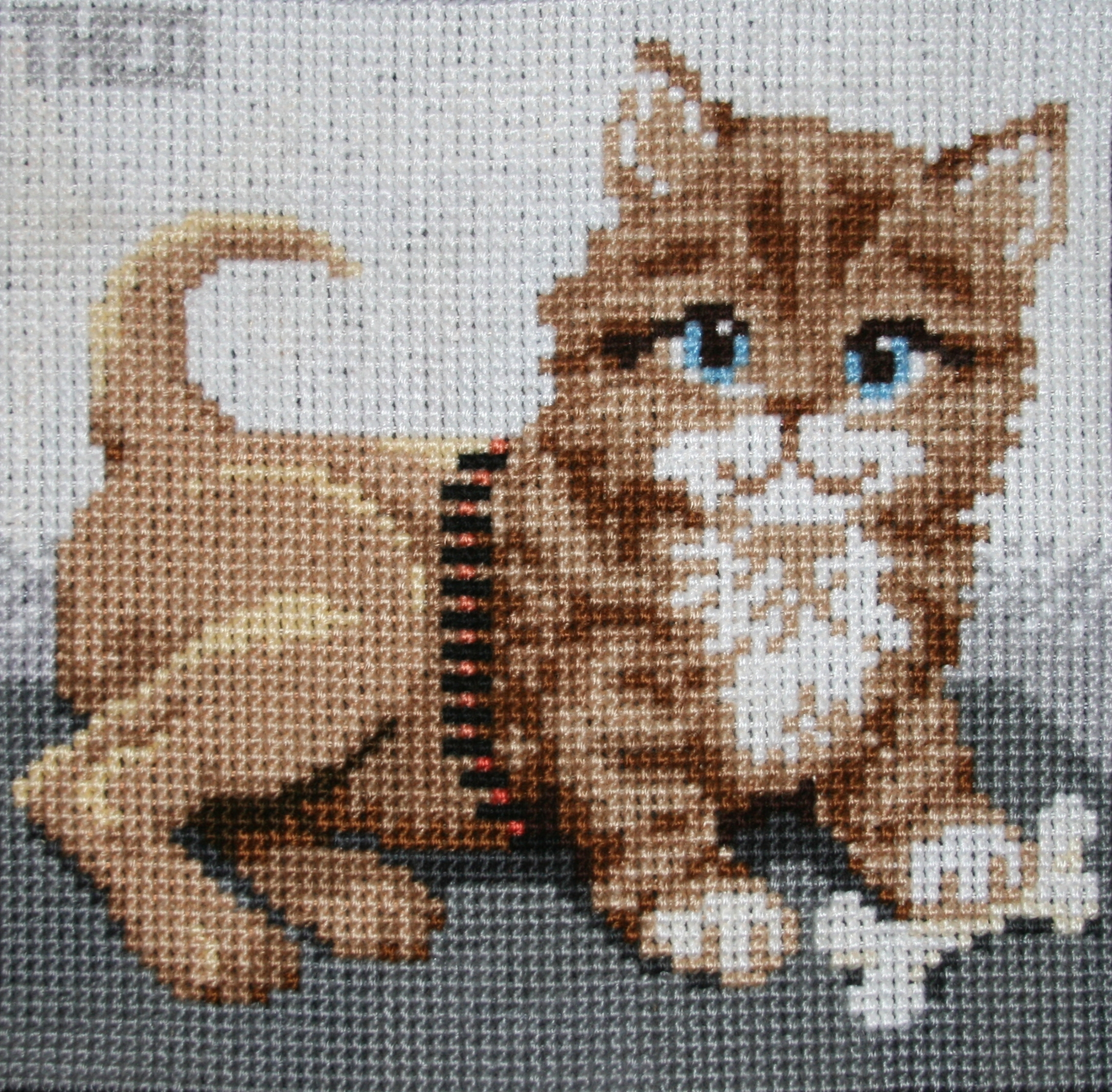 ‘CAT EXPERIMENTS’ collection